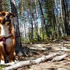 hund AT