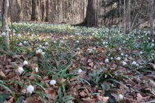 schneegloeckchen im montiggler wald