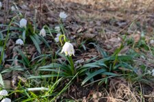 schneegloeckchen im montiggler wald