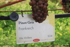 RS Pinot Gris Session three
